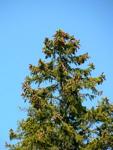 Tree Top photo