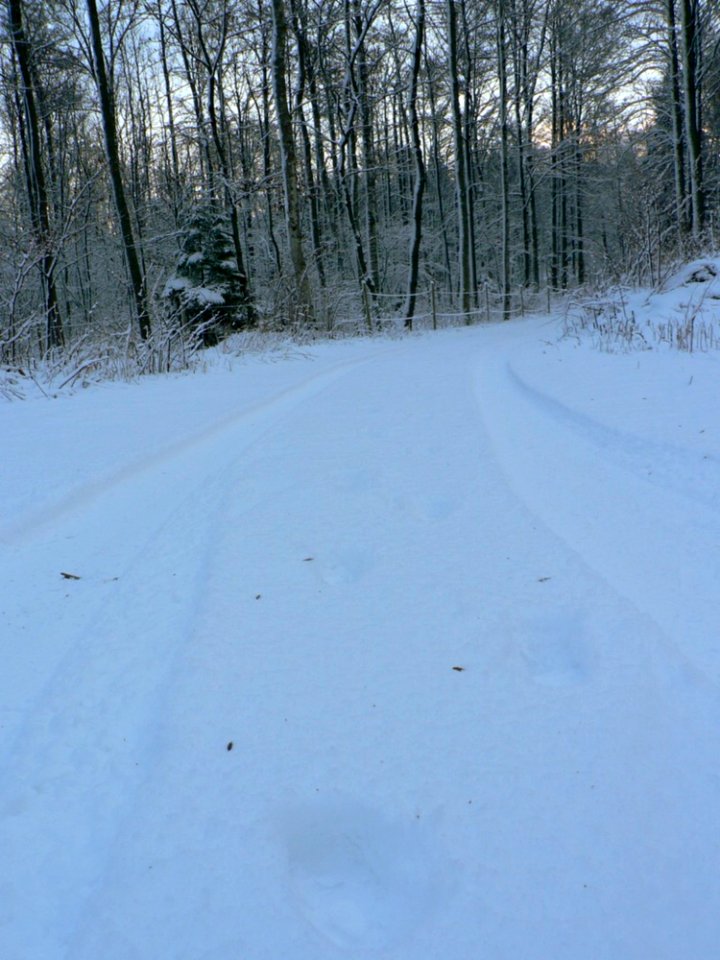 Tracks In The Snow