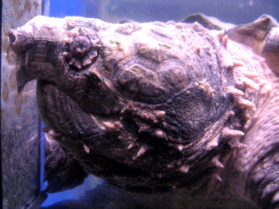 Turtles Head Detail