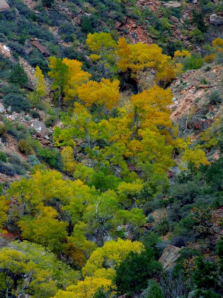 Trees