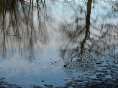 Tree Reflex photo