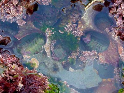 Tide Pools 4 photo