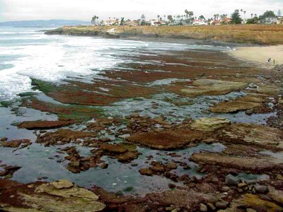 Tide Pools 3 photo