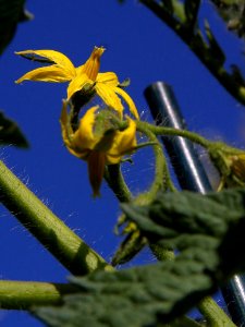 Tomato Blossoms