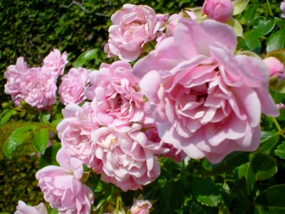 The Queen Of Sweden Roses Pink photo