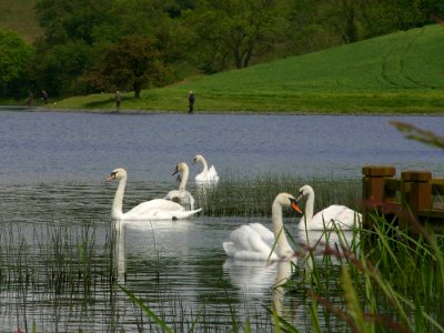 Swans