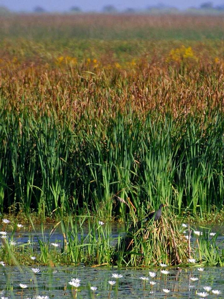 Swamp 2
