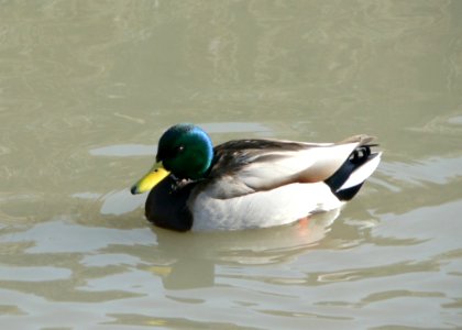 Swimming Mallard