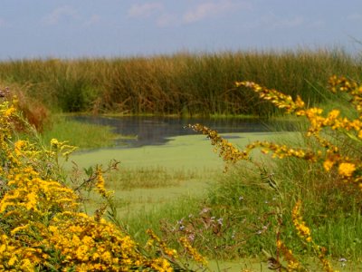 Swamp 3