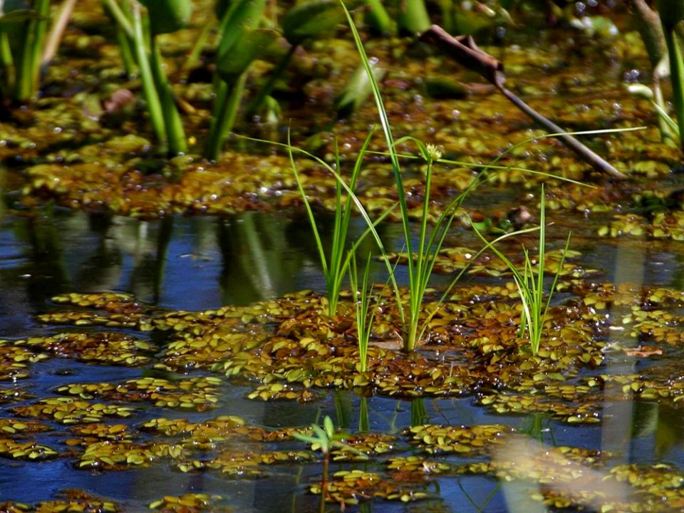Swamp