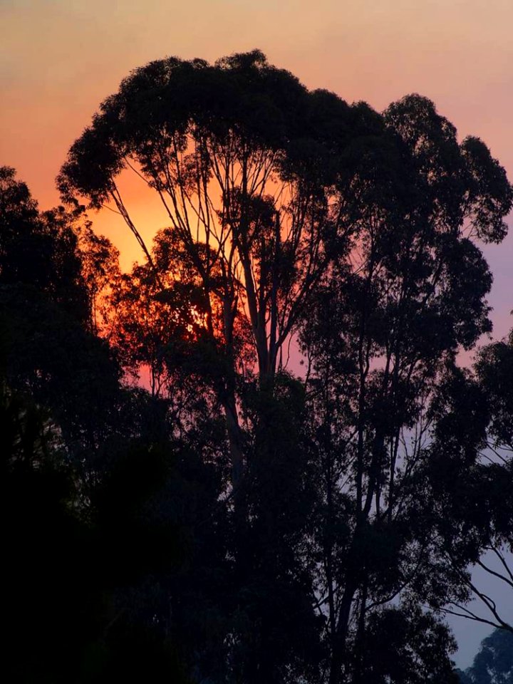 Sunrise Tree