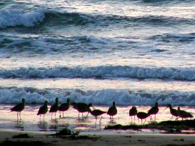 Sunset Birds