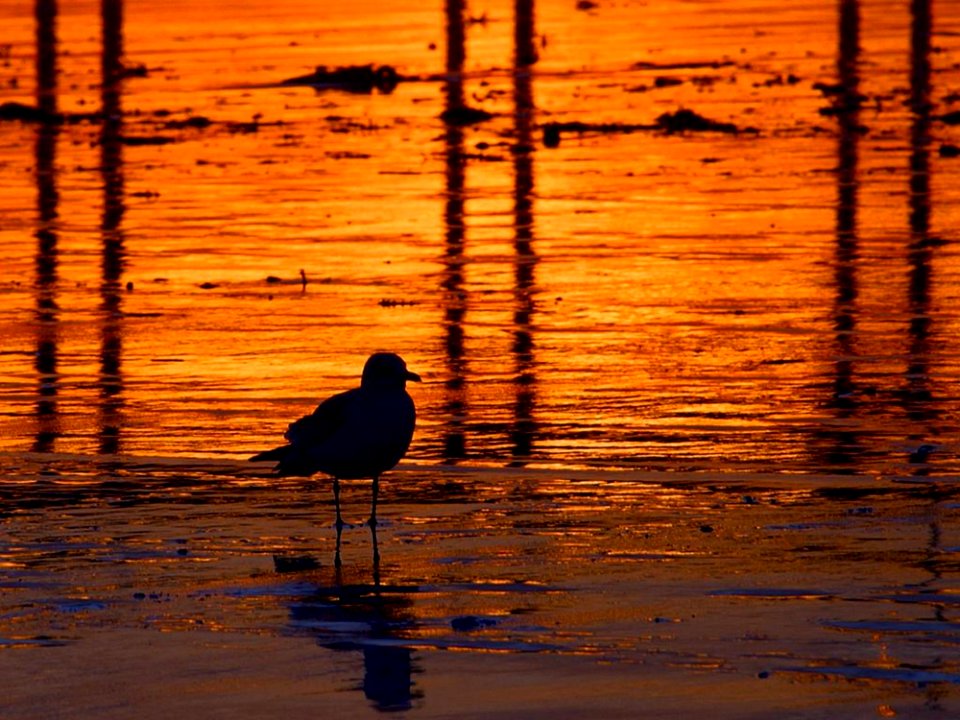 Sunset Bird