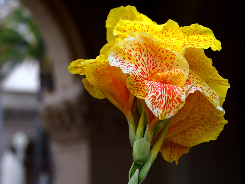 Spotted Yellow Flower