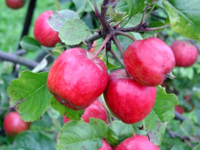 Small Apples On Branch