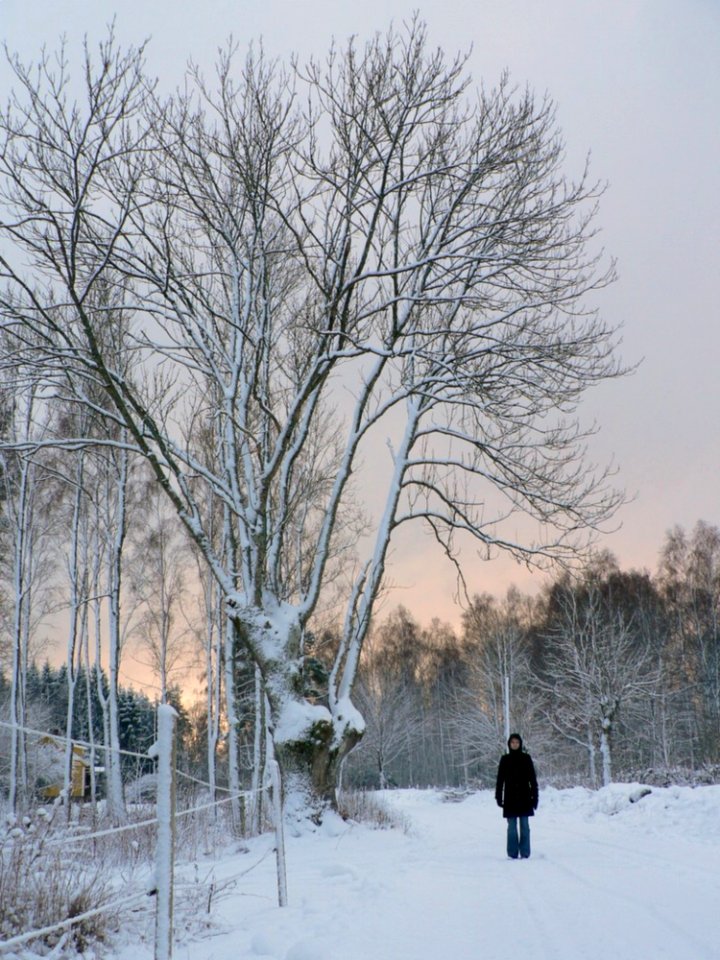 Snow White Tree