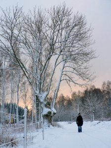 Snow White Tree