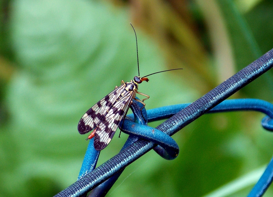 Flying insects mecoptera hexapoda