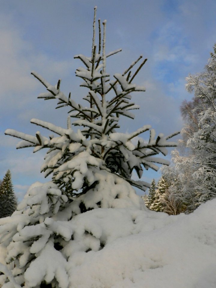 Snowy Spruce Tree