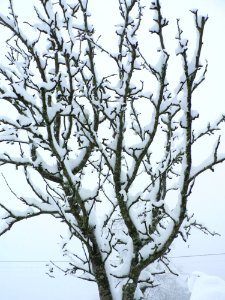 Snow White Tree 2