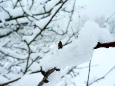 Snow Branch
