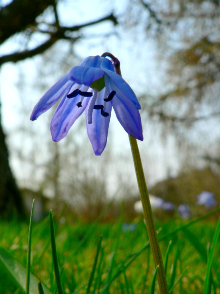 Siberian Squill 2