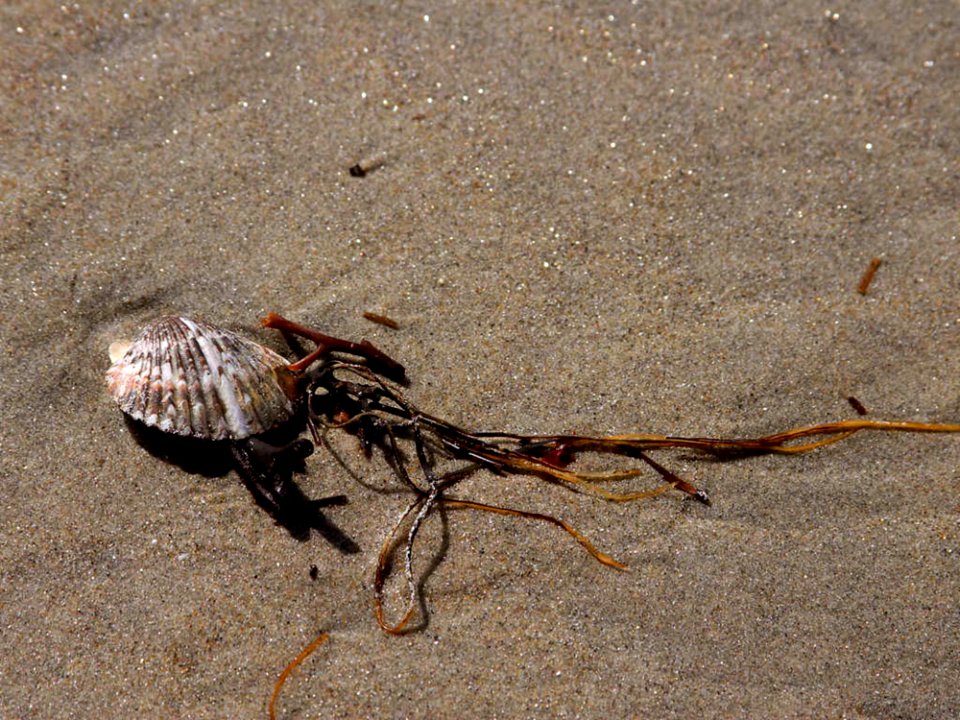 Shells And Seaweed