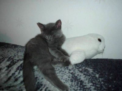 Sleeping Kitten photo