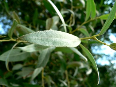 Silver Furred Leaves