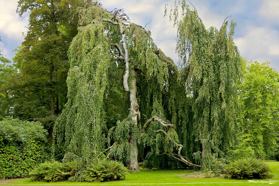Landscape trees willow
