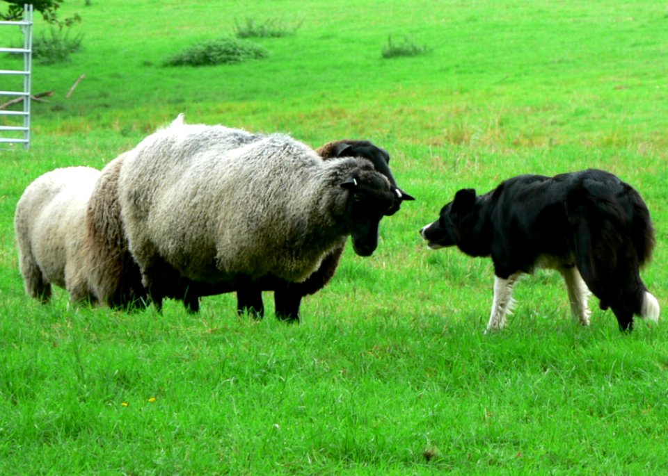 Sheep And Sheep Dog