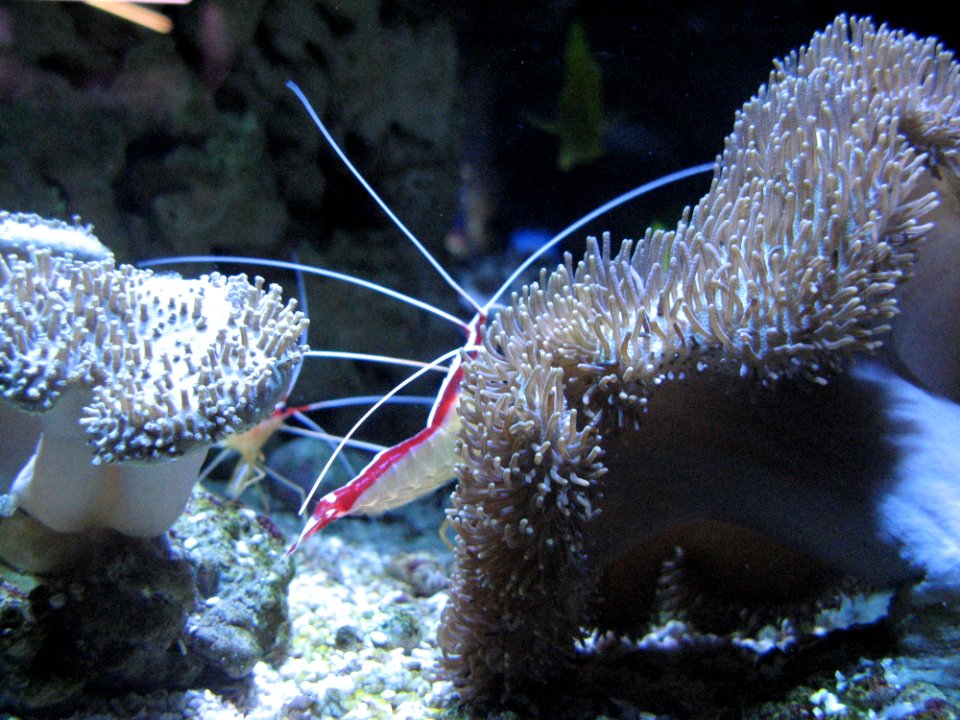 Shrimp And Anemone