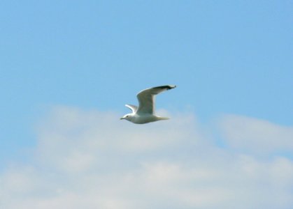 Seagull Flying 3