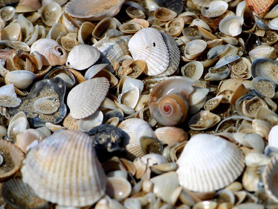 Shells