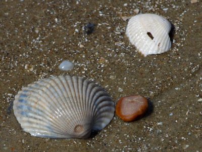 Shells 2