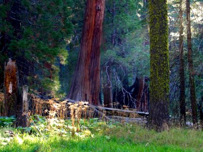 Sequoia 4