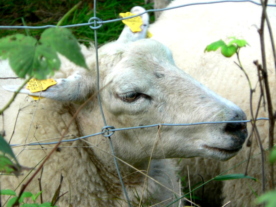 Sheep Behind Fence