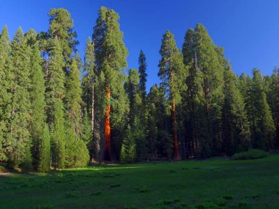 Sequoia 2