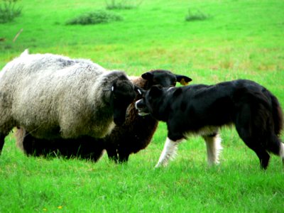 Sheep And Sheep Dog 2