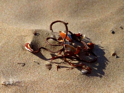Seaweed
