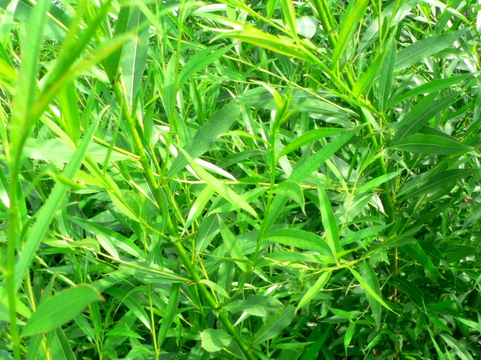 Sharp Leaves 2