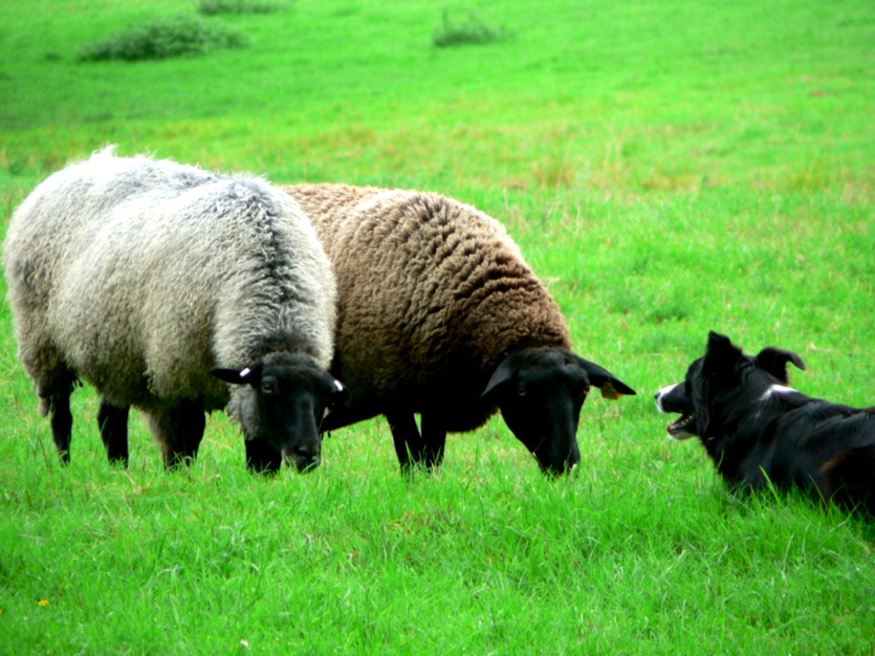 Sheep And Sheep Dog 3