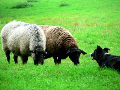 Sheep And Sheep Dog 3