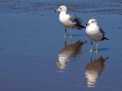Seagulls And Beach