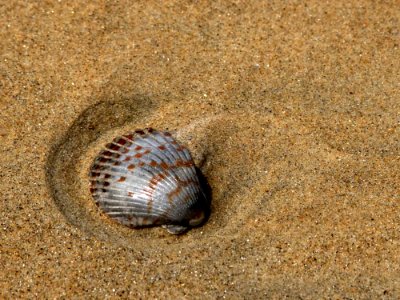 Shells And Sand