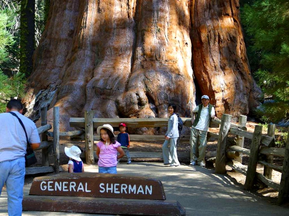 Sherman Tree 2