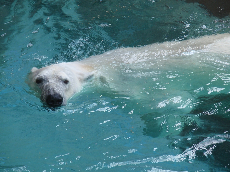 Water wildlife arctic