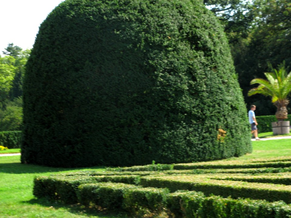 Shaped Tree