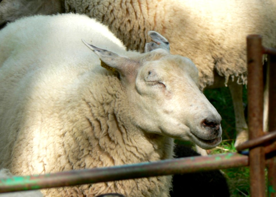 Sheep With Closed Eyes