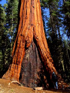 Sequoia 3